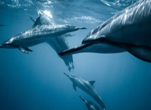 开云——引领奢华生活的新风尚